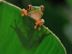 vida silvestre