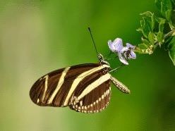 mariposas