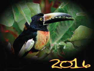 Portada calendario 2016