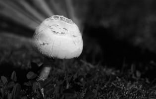 Rays of light