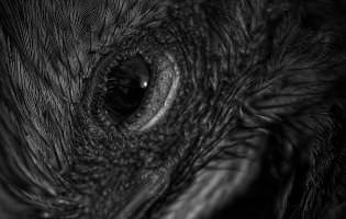 Low key, B&W, Framed
