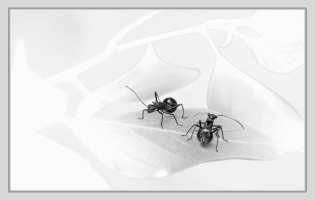 Vignetting, Partial desaturation, Framed