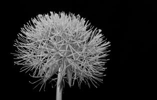 Bola de fuego - Scadoxus multiflorus