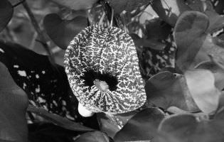 Aristoloche siphon - Aristolochia elegans