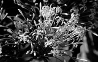 Clerodendrum - Clerodendrum quadriloculare