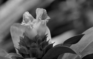 Canne d'eau - Costus guanaiensis macrostrobilus