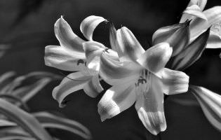 Red and white striped crinum - amabile