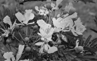 Framboyán - Delonix regia