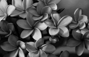 Franchipán - Plumeria rubra