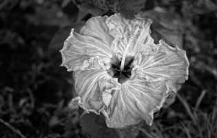 Hibiscus flower