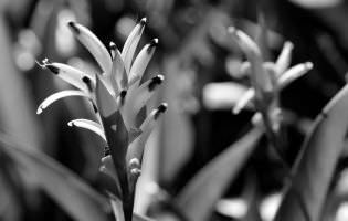 Platanillos - Heliconia psittacorum