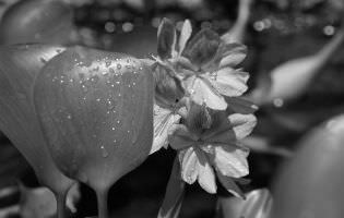 Common water hyacinth - Eichhornia crassipes