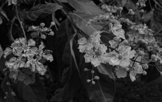 Crape myrtle - Lagerstroemia indica