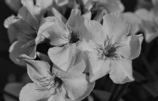 Adelfa - Nerium oleander