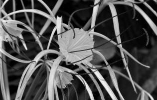 Caribbean spider-lilies - Hymenocallis caribaea