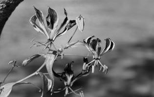 Gloriosa lilies - Gloriosa rothschildiana