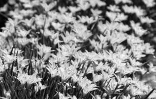 Rain lilies - Zephyranthes candida