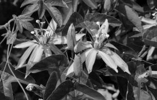 Scarlet passion flower - Passiflora coccinea