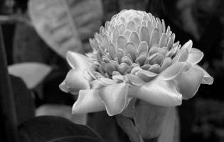 Torch ginger - Etlingera elatior