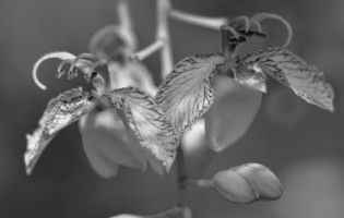 Tamarindo - Tamarindus indica