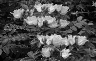Tulipanero africano - Spathodea campanulata