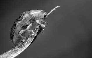 Tortoise Beetle - Physonota calochroma