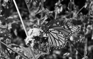Monarque - Danaus plexippus