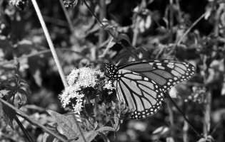 Monarca - Danaus plexippus