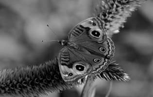 Manglar - Junonia genoveva