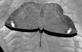 Femelle Emesis à taches blanches - Emesis lucinda aurimna