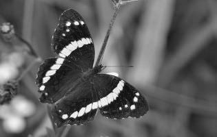 Pavo real congregado - Anartia fatima