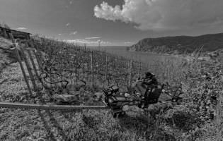 Maintenance of the vines, Liguria, Italy