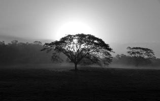 Sol naciente