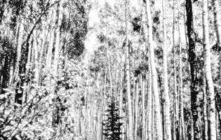 Bosque de árboles de álamo temblor