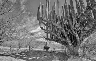 Matter of scale, Mexico