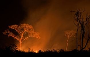 Se quema la selva tropical solo para el "beneficio" del ser humano - Corozal district, Belice