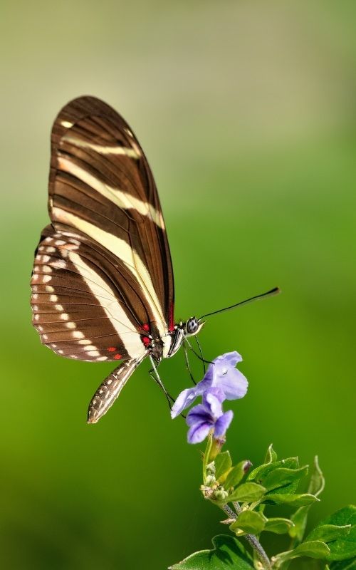 Heliconius Zèbre