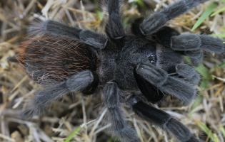 The eyes of the tarantula. APS-C, 90 mm macro, f/13, 1/20s