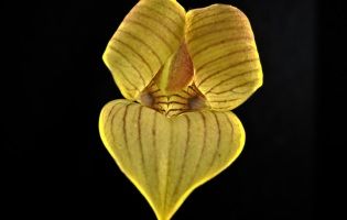 Orchidée. APS-C, 105 mm, f/45, 1/2s