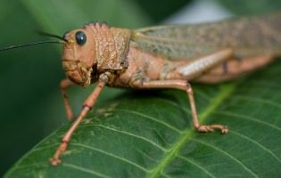 Giant Grasshopper. APS-C, 90 mm macro, f/11, 1/160s