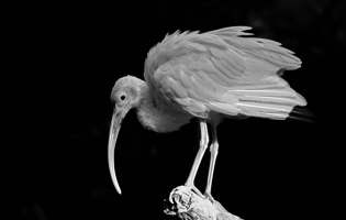 Ibis escarlata - Eudocimus ruber