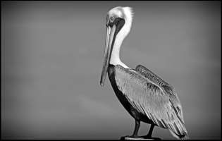 Pelícano pardo - Pelecanus occidentalis