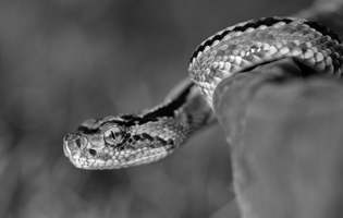Crotale des tropiques - Crotalus durissus