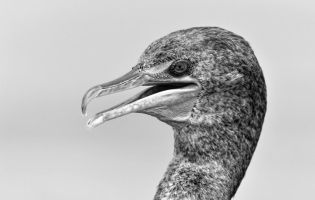 Cormorán orejudo - Phalacrocorax auritus