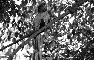 Quetzal mesoamericano - Pharomachrus mocinno