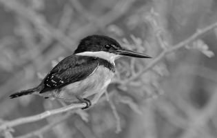 Martin-pêcheur nain - Chloroceryle aenea