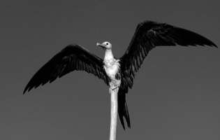 Fregata magnífica - Fregata magnificens