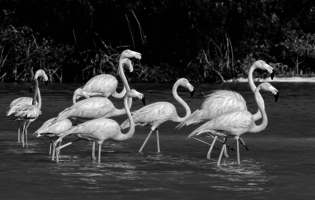 Flamants des Caraïbes - Phoenicopterus ruber