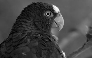 Loro frente blanca - Amazona albifrons