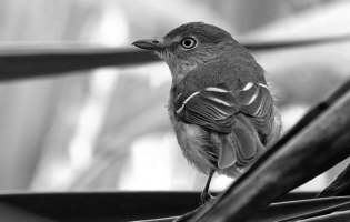 Viréo aux yeux blancs - Vireo griseus